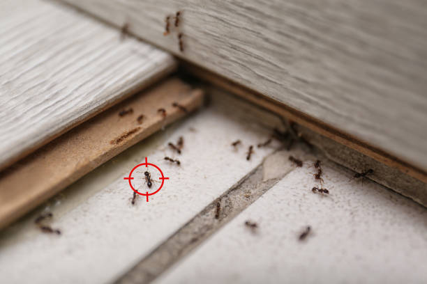 Wildlife Control Services in St Joseph, MI